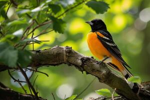 A black and orange bird is perched on a branch photo