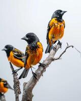 Three birds sitting on a branch in a tree photo