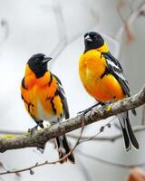 Two orange and black birds sitting on a branch photo