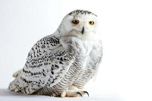 A snowy owl is sitting on a white background photo