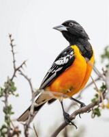 A baltimore oriole perched on a branch photo