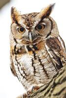 A close up of an owl sitting on a tree branch photo