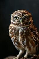 A small owl is sitting on a branch photo