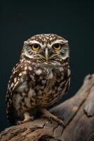 An owl with yellow eyes sitting on a branch photo
