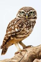 A small owl perched on a branch photo