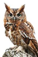 A brown owl with big eyes is sitting on a tree branch photo