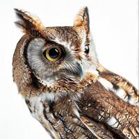 A close up of an owl with a white background photo