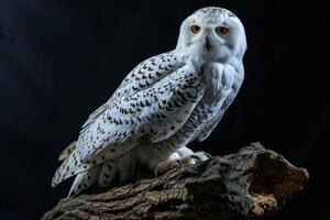 A snowy owl is sitting on a branch photo