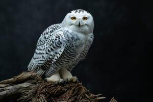 A snowy owl is perched on a branch photo