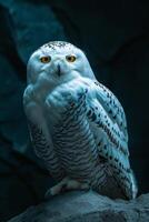 A snowy owl sitting on a rock in front of a dark background photo