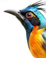 A colorful bird with a long mohawk on its head photo
