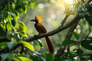 A colorful bird with long feathers sitting on a branch photo