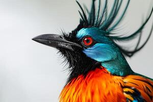 A colorful bird with a long mohawk photo