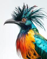 A colorful bird with long feathers on its head photo