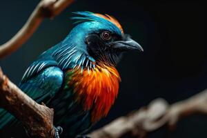 A colorful bird with orange and blue feathers photo