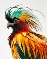 A colorful bird with long feathers on its head photo