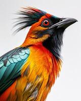 A colorful bird with a long tail photo