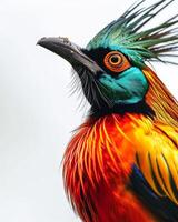 A colorful bird with long feathers on its head photo