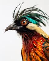 A colorful bird with long feathers on its head photo