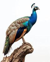 A peacock is standing on a branch photo