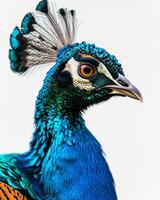 A close up of a peacock with a colorful head photo