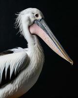 A pelican with a long beak and long neck photo