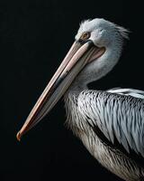 A pelican with a long beak and long neck photo
