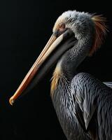 A pelican with a long beak and orange beak photo