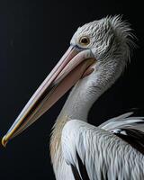A pelican with a long beak and long neck photo