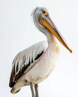 A pelican standing on a white background photo