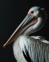 A pelican with a long beak and long neck photo
