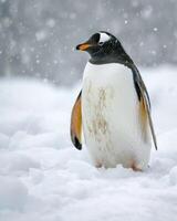 A penguin is standing in the snow photo