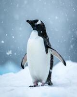 A penguin standing on the snow in the snow photo