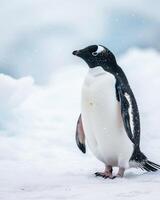 Adelie penguin standing on snow in antarctica photo