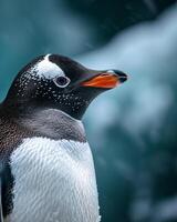 A penguin with a black and white head photo