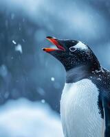 A penguin is singing in the snow photo