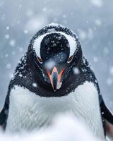 A close up of a penguin with snow falling photo
