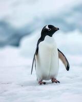 A penguin standing on the snow with its back to the camera photo