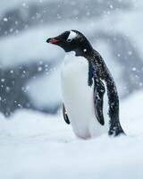 Adelie penguin standing in the snow photo