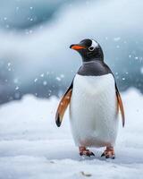 Gentoo penguin standing on snow in antarctica photo