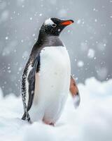 A penguin standing in the snow with snow falling photo
