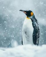 King penguin king penguin in the snow photo
