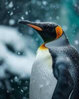 A penguin with an orange beak and yellow eyes photo