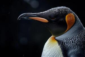 A close up of a penguin with a black background photo