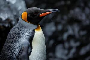 A penguin with a yellow beak and orange eyes photo