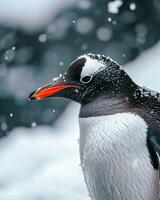 A penguin with a red beak and orange beak photo