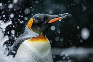 A penguin is standing in the rain with water splashing on it photo
