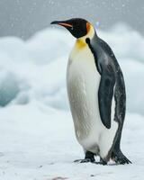 King penguin standing on snow covered ground photo