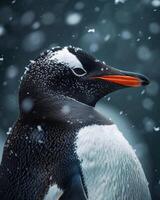 A penguin is standing in the snow photo