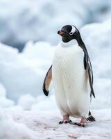 A penguin standing on some snow in front of some ice photo